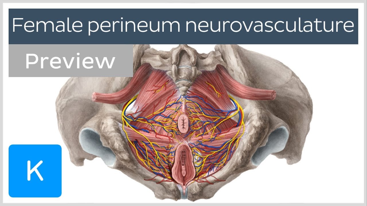 Nerves Arteries And Veins Of The Female Perineum preview Human 