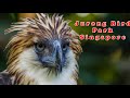 JURONG BIRD PARK, Singapore Walking Tour HD 2020