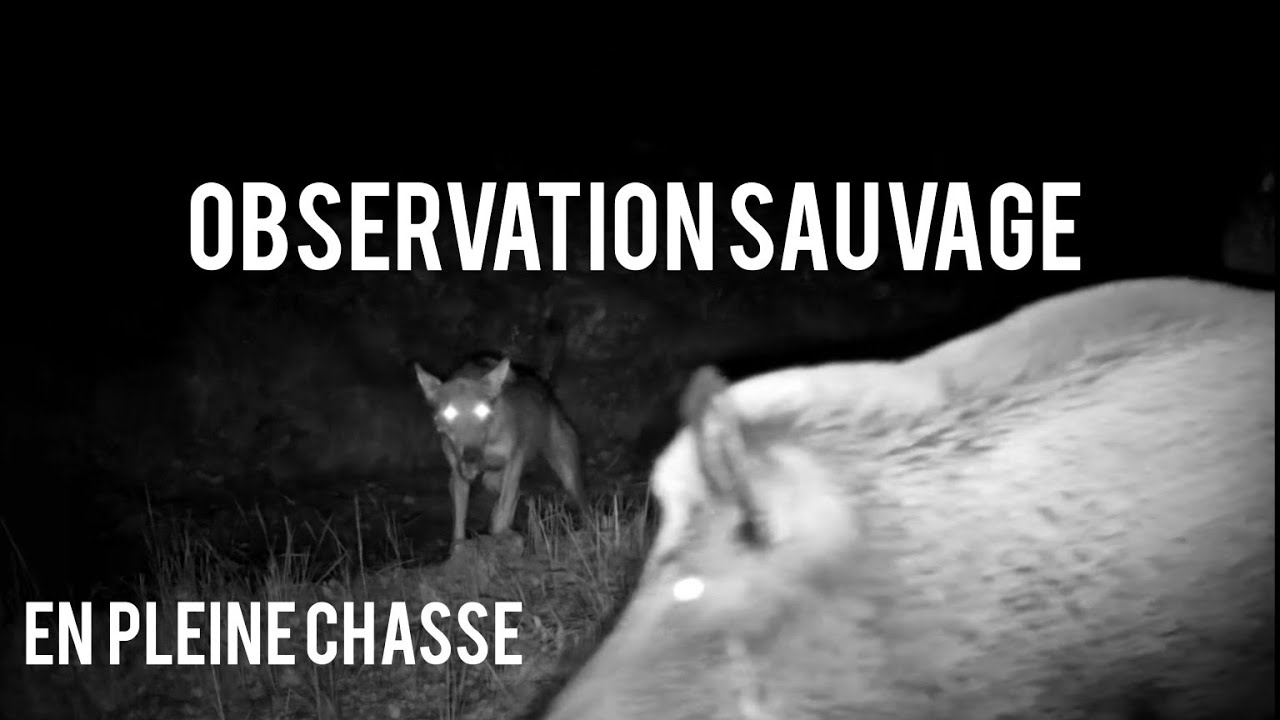 Observation sauvage / Loups vs sanglier !