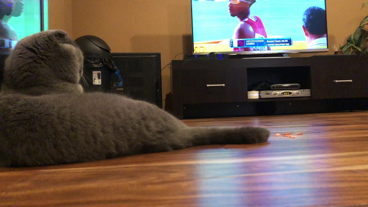Cat watching sports on TV