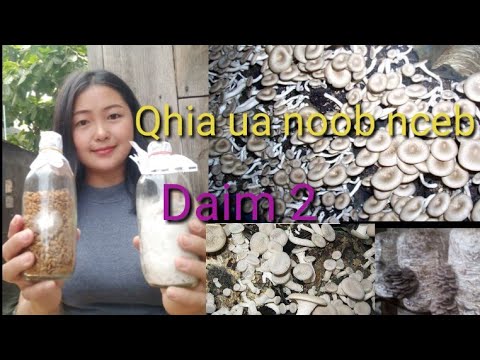 Video: Cream Kua Zaub Nrog Champignons Hauv Ncuav