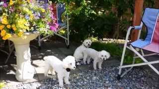 Two girls in love with one boy! Toy Poodles and Maltese. by Macy & Nala Adventure 2,646 views 8 years ago 2 minutes, 19 seconds