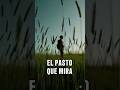 🚀El Pasto que Mira | Exploración