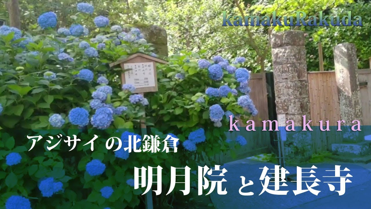 鎌倉vlog アジサイの北鎌倉 Kamakura Walk Youtube