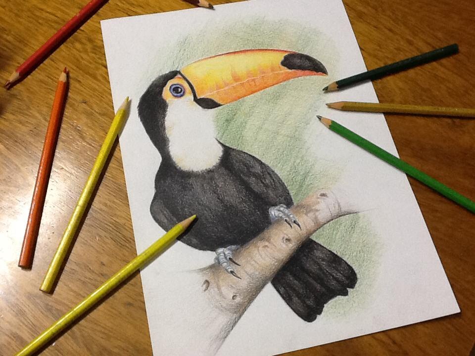 Speed Drawing Tucano Toucan Youtube