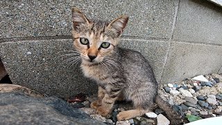 猫島の野良猫の子猫プロレスが可愛過ぎる