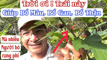 Trời ơi Trái này giúp Bổ máu bổ gan bổ thận mà nhiều Người bỏ rụng đầy góc. PHAN HẢI Channel