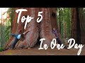 PERFECT Day In Sequoia NP // TOP 5 to do in ONE DAY