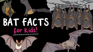 5 Fun Facts About Bats! | Do bats want to drink our blood? | Are bats flying mice? | Twinkl USA