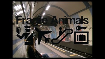 Fragile Animals - Tourist [Official Video]