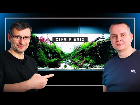 Video: Har planter en sp altningsfure?