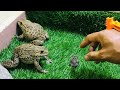 Two brothers frog  protect cute rain frog funny frog