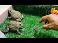 Two brothers frog 🐸 protect cute rain frog funny frog