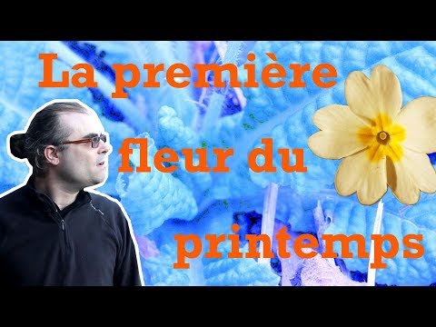 Vidéo: Primevère Commune