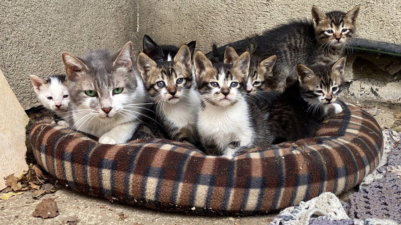8 kittens with their Mother and Father YouTube
