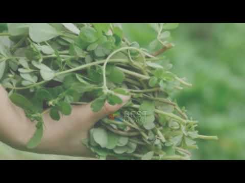Video: Përdorimet për barishtet e lëpushës: Si të përdorni bimët e lëpushës në kopsht
