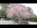 しだれ桜