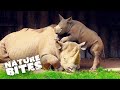 Miracle of Life: Successful Birth of a Rhino Mother | The Secret Life of the Zoo | Nature Bites