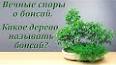 Удивительный мир бонсая: Древнее искусство выращивания деревьев в миниатюре ile ilgili video