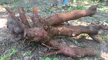 Bứng cây lộc vừng 3 thân (natural bonsai)