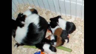 Hazel the Guinea Pig gives Birth to 8 Babies