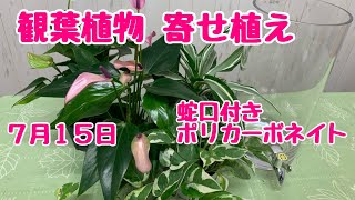 観葉植物の寄せ植え蛇口付き器ストレスレスポット割れない器ポリカーボネイト