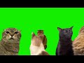 Green screen Cat meme viral