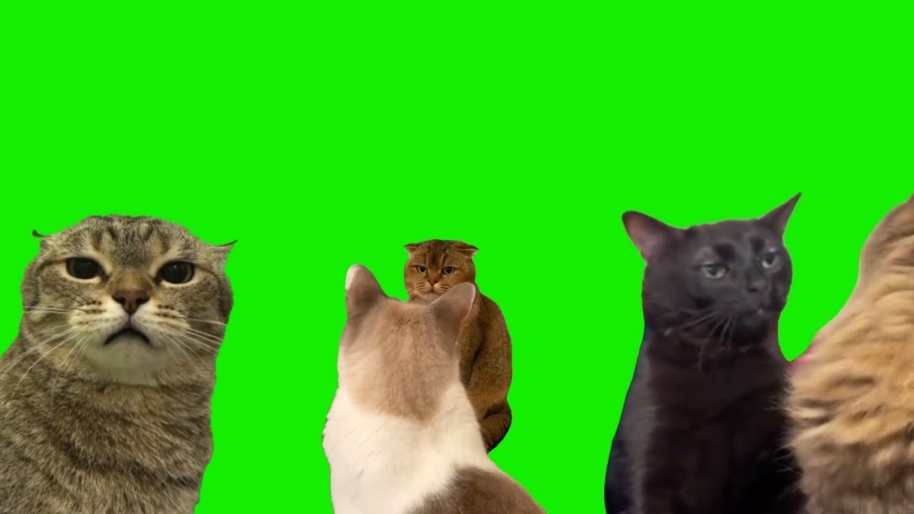 Green screen Cat meme viral - YouTube