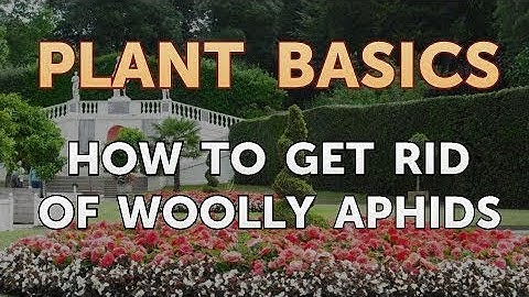 How to Get Rid of Woolly Aphids