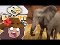 An ELEPHANT-Sized Super Stampede?! 🦒 SAHULA SAFARI • #15