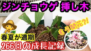 【ジンチョウゲ】挿し木266日間の成長記録 / 翌年には開花させられる嬉しい増やし方 / 適期は3-4月、7-8月☺️/ 発根率100%‼️【ガーデニング】