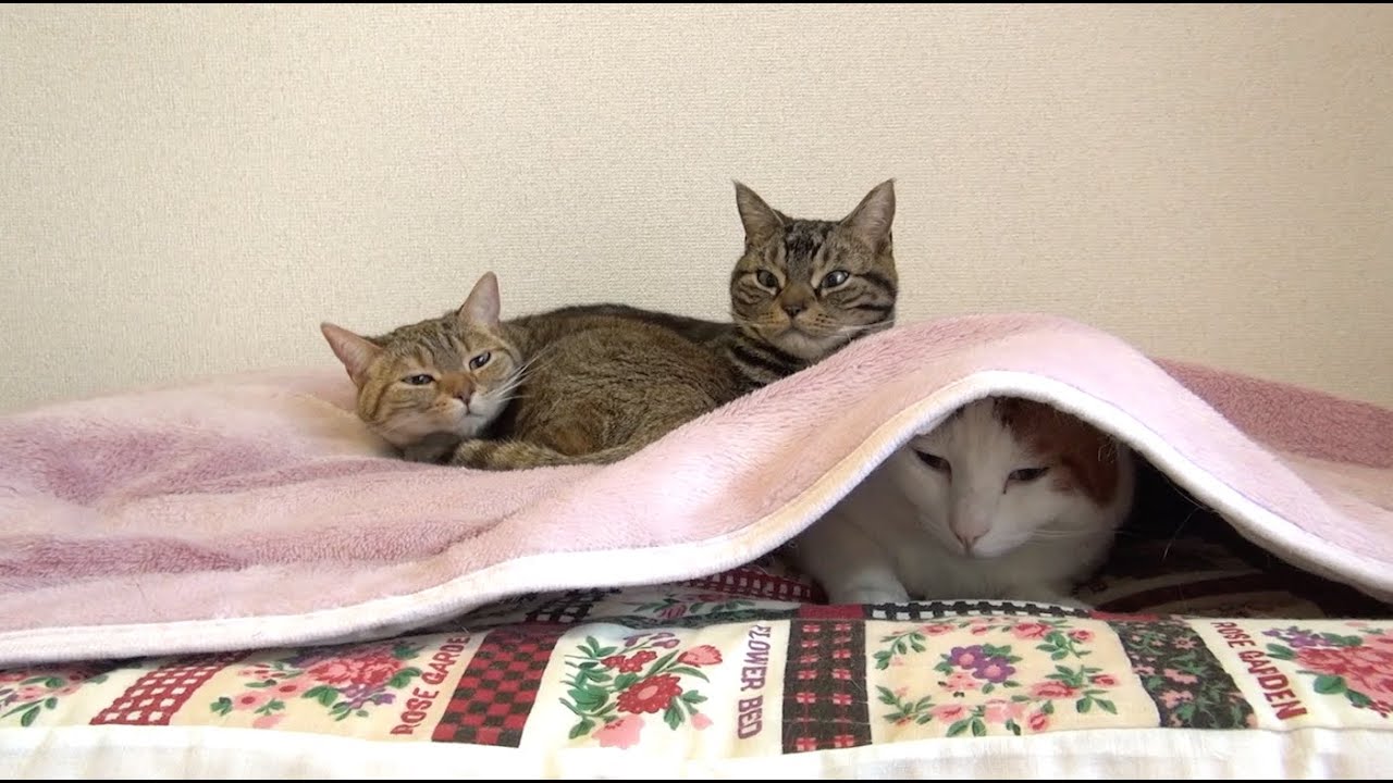 猫藓 甘える為に来た猫のめい May the cat came to spoils Musashi