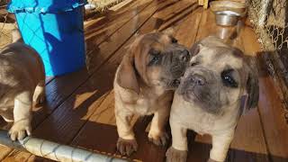 Cane Corso Puppies Sale in Fort Valley, GA