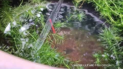 NUÔI CÁ KIẾM NGỌC TRAI ĐEN TRONG LU SÀNH