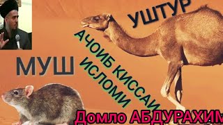 МУШ ва УШТУР .кисай ИБРАТ НОК ..домло АБДУРАХИМ. гуш Кун халоват бар