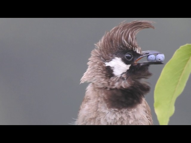 Himalyan Bulbul chirping with berries in its mouth:)