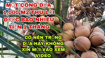 CÁCH TÍNH THU NHẬP TỪ CÂY DỪA XIÊM 1.000 M VUÔNG THU HOẠCH MỘT THÁNG THU ĐƯỢC BAO NHIÊU TIỀN