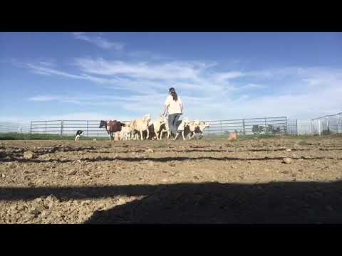 Cinch 6-20-2022