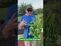 The Secret to Growing Celery!