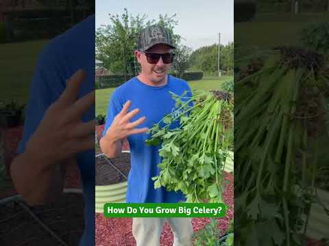 Video: Växter som växer bra med selleri - Lämpliga sällskapsväxter för selleri
