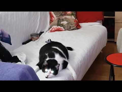 #cat #balloon position#funny #funnyvideo