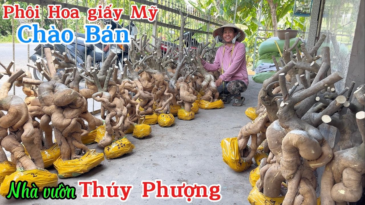 Phôi hoa giấy đẹp Rẻ nhà vườn Thúy Phượng giao lưu ngày 20/06 Bao Ship ☎️ 0982.604.321