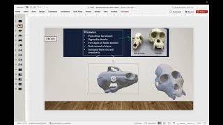 Lab 5: Primate Classification