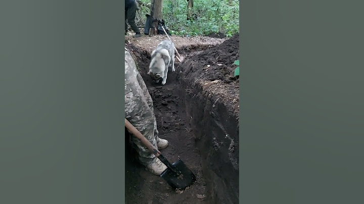 Вовк🐺помагає рити окоп ЗСУ