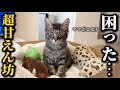 保護した子猫がマザコンすぎることが判明しました