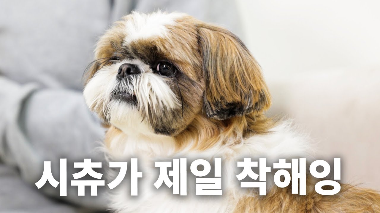 육아 난이도 0에 수렴. | 견종백과 시츄편