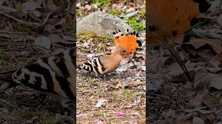Download Lagu How many of these bird calls have you heard?#cute #animals #birds MP3 Download Lagu How many of these bird calls have you heard?#cute #animals #birds MP3