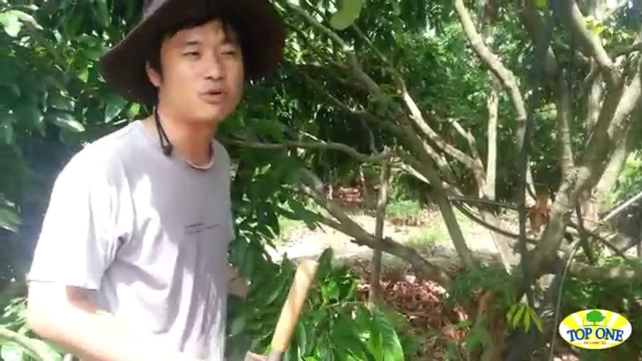 การตัดแต่งกิ่งลำไยเพื่อเตรียมราดสาร Potassium Chlorate