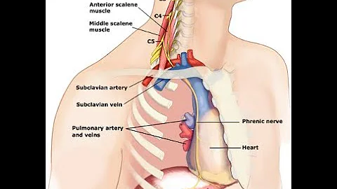 Two Minutes of Anatomy: Phrenic Nerve
