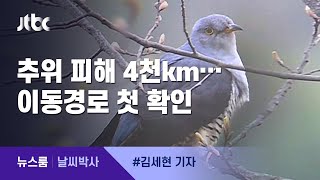 [날씨박사] 추위 피해 4천km 날아가는 벙어리뻐꾸기…이동경로 첫 확인